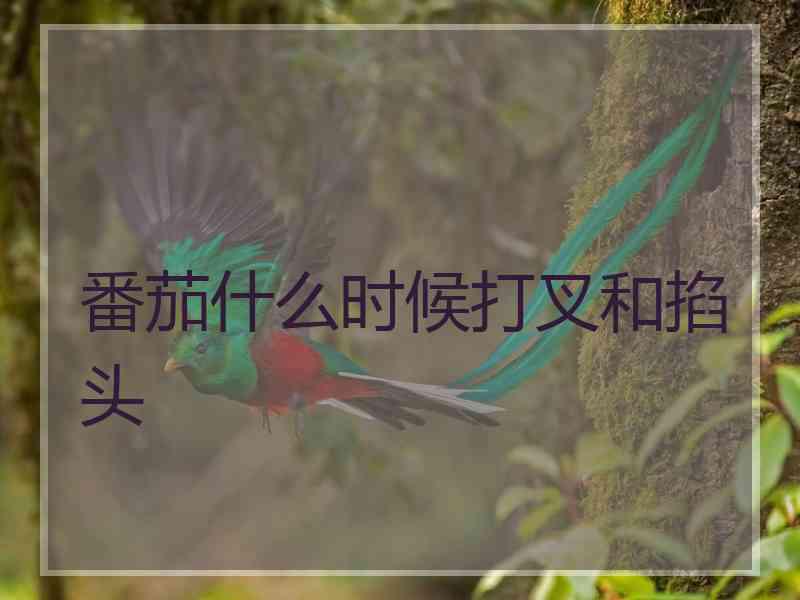 番茄什么时候打叉和掐头