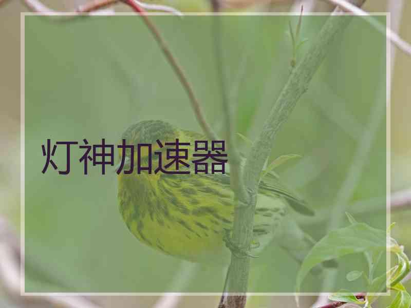 灯神加速器