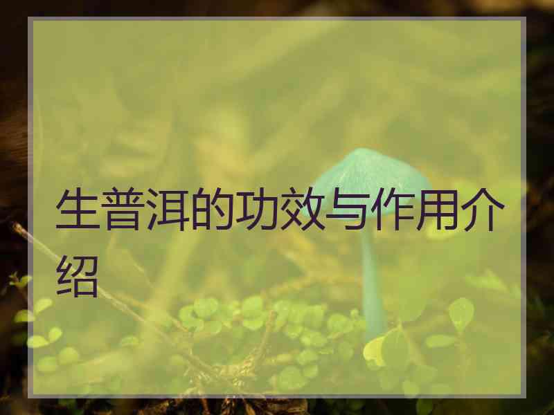 生普洱的功效与作用介绍