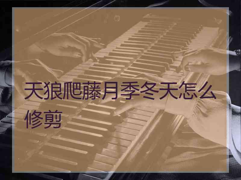 天狼爬藤月季冬天怎么修剪