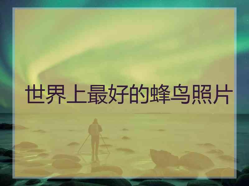 世界上最好的蜂鸟照片