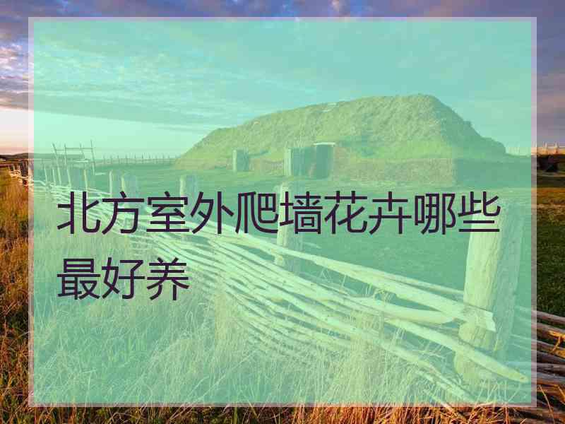 北方室外爬墙花卉哪些最好养