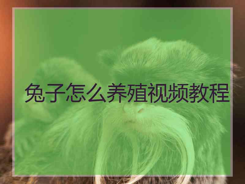 兔子怎么养殖视频教程