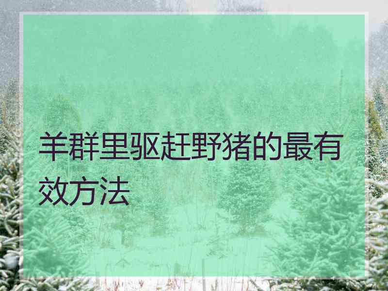 羊群里驱赶野猪的最有效方法