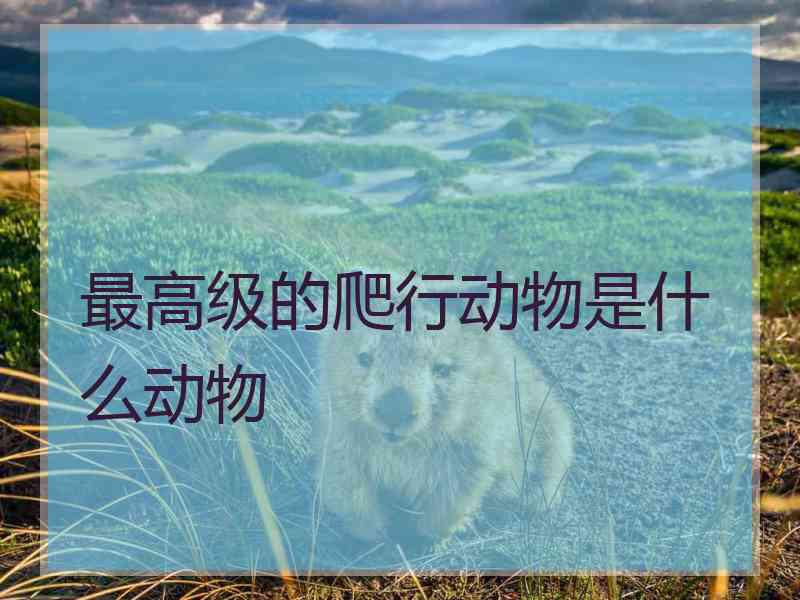 最高级的爬行动物是什么动物