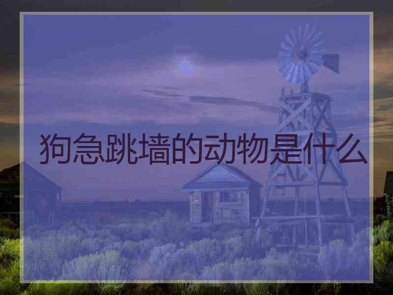 狗急跳墙的动物是什么