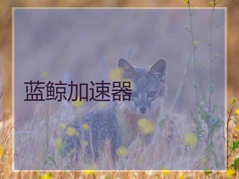 蓝鲸加速器