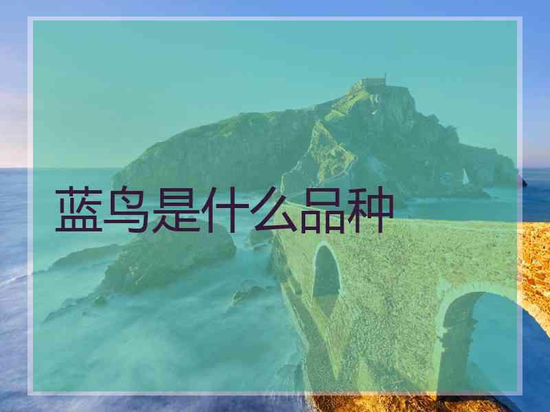 蓝鸟是什么品种
