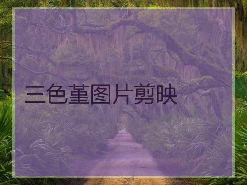 三色堇图片剪映