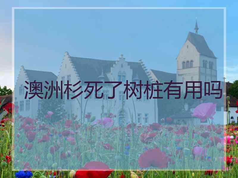 澳洲杉死了树桩有用吗