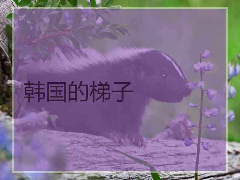 韩国的梯子