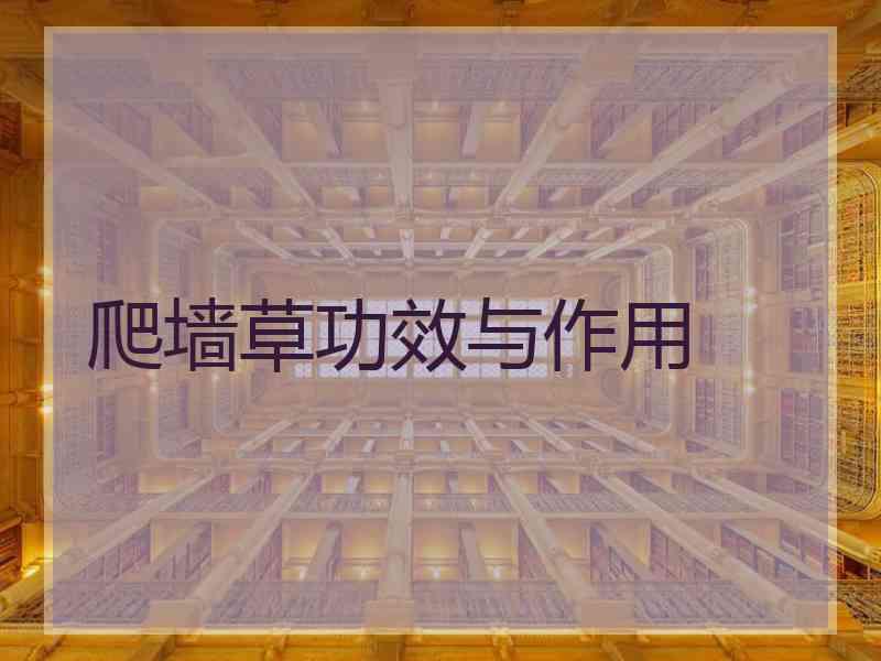 爬墙草功效与作用