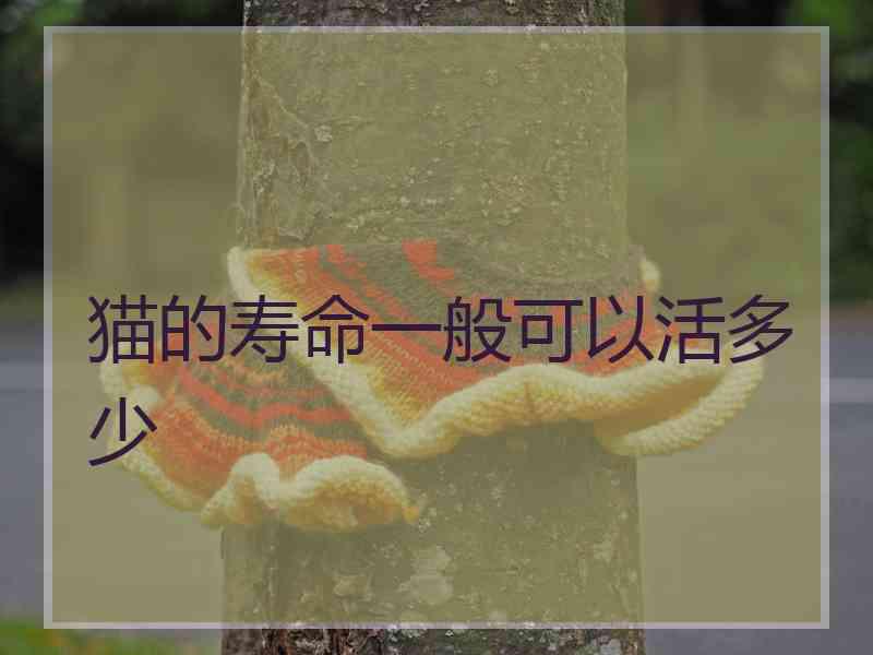 猫的寿命一般可以活多少