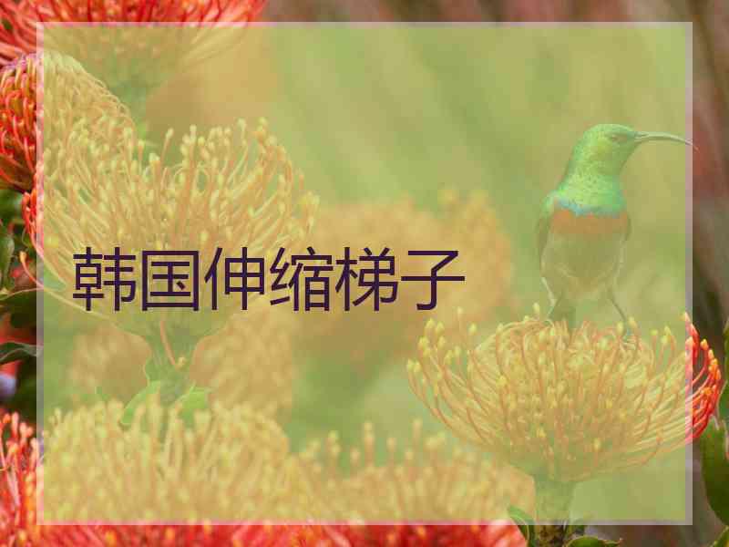 韩国伸缩梯子