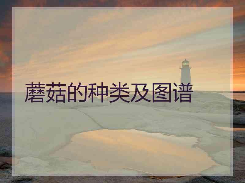 蘑菇的种类及图谱