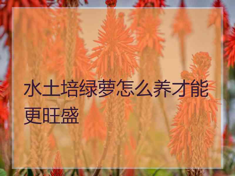 水土培绿萝怎么养才能更旺盛