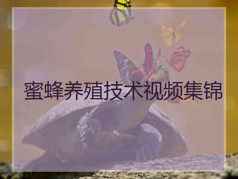 蜜蜂养殖技术视频集锦