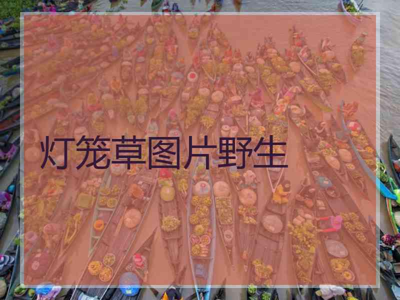 灯笼草图片野生