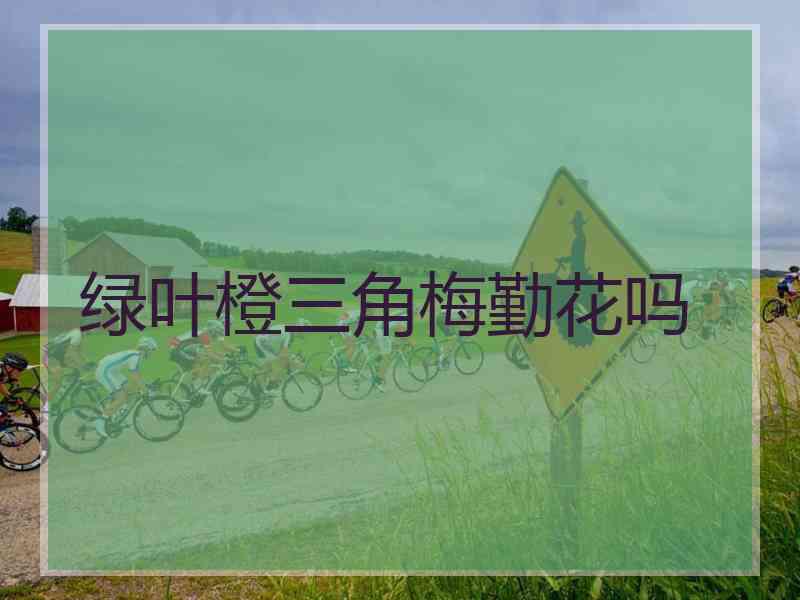 绿叶橙三角梅勤花吗