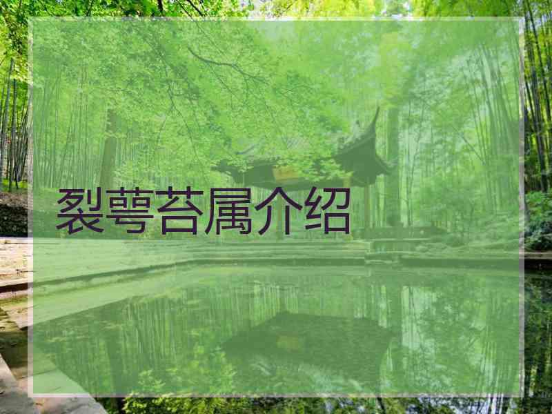 裂萼苔属介绍