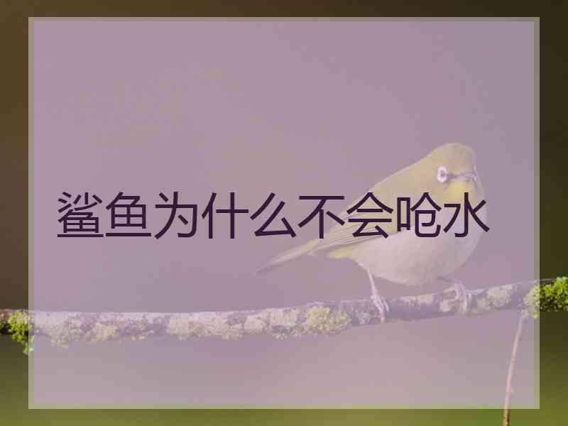 鲨鱼为什么不会呛水