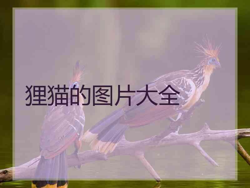 狸猫的图片大全