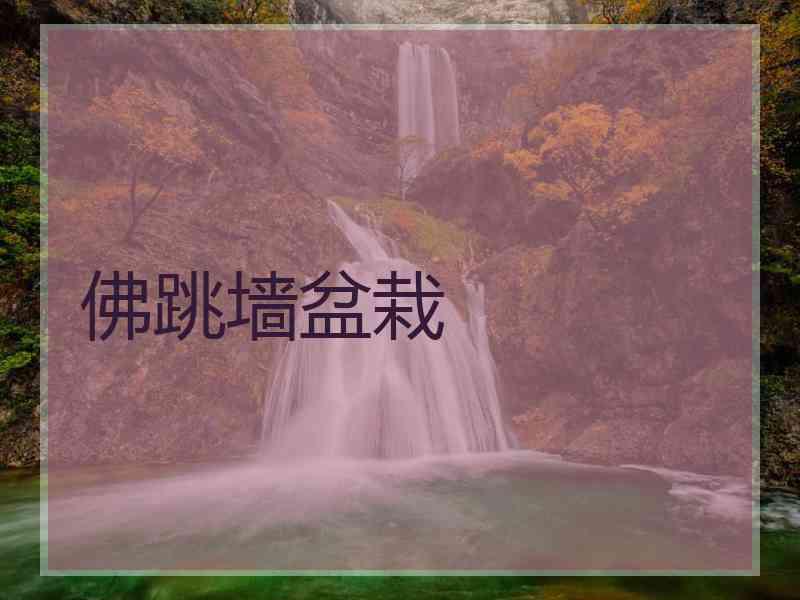 佛跳墙盆栽
