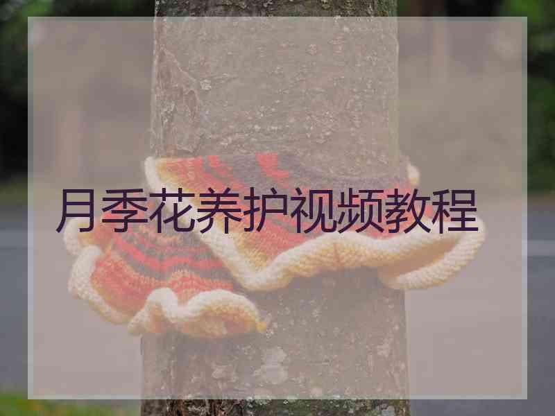 月季花养护视频教程