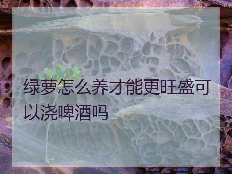 绿萝怎么养才能更旺盛可以浇啤酒吗