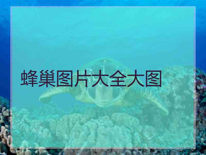 蜂巢图片大全大图