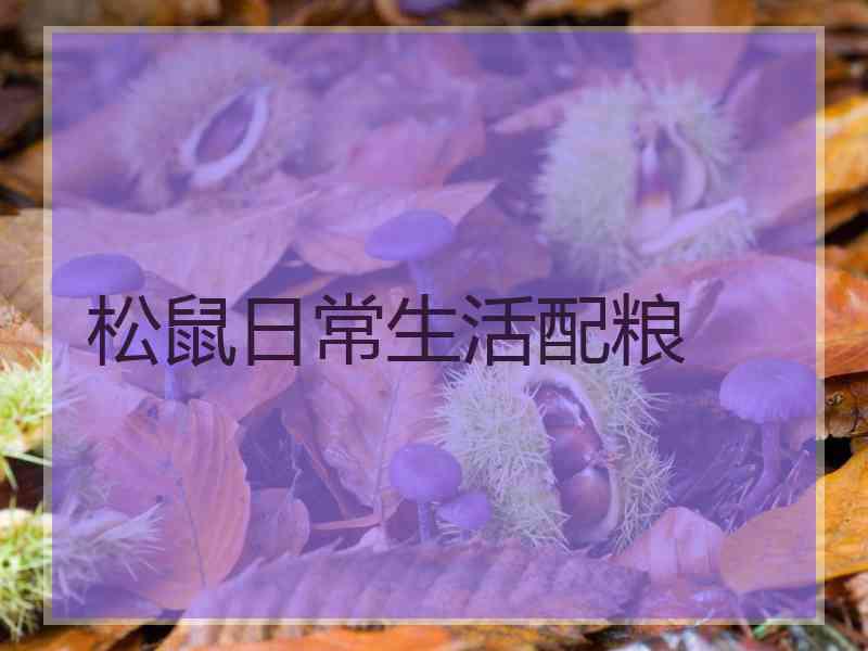 松鼠日常生活配粮