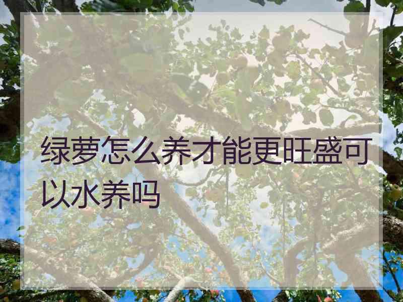 绿萝怎么养才能更旺盛可以水养吗
