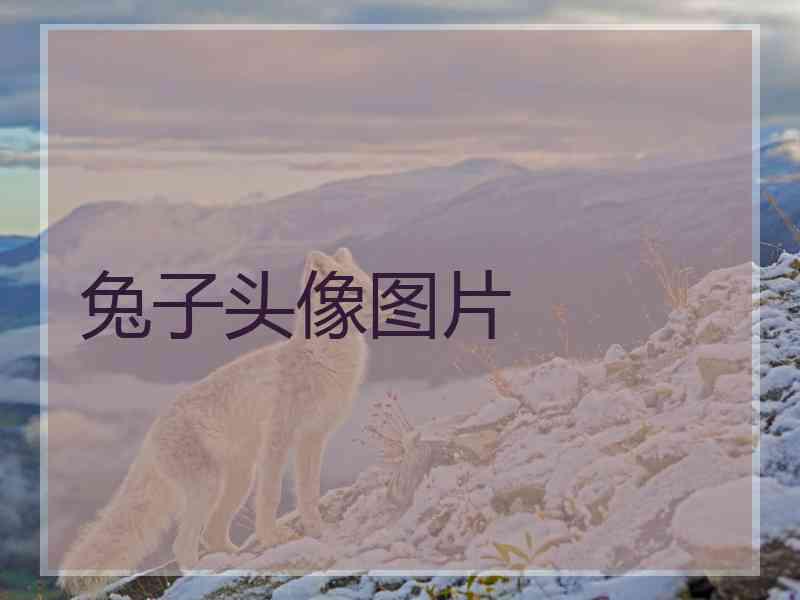 兔子头像图片
