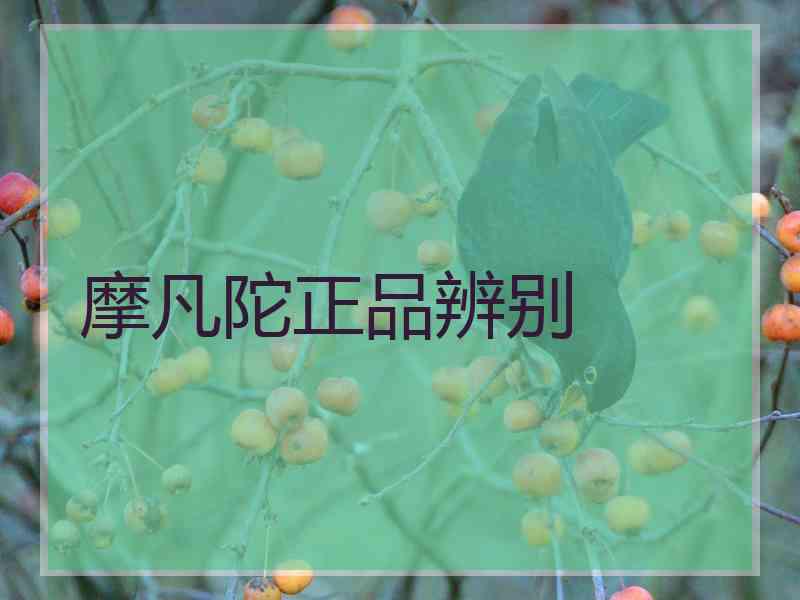 摩凡陀正品辨别