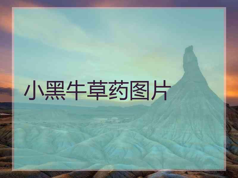 小黑牛草药图片
