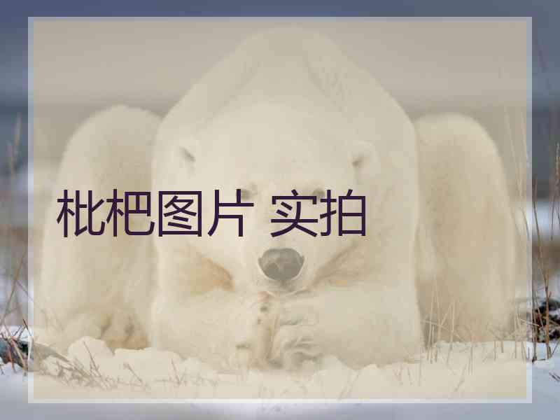枇杷图片 实拍