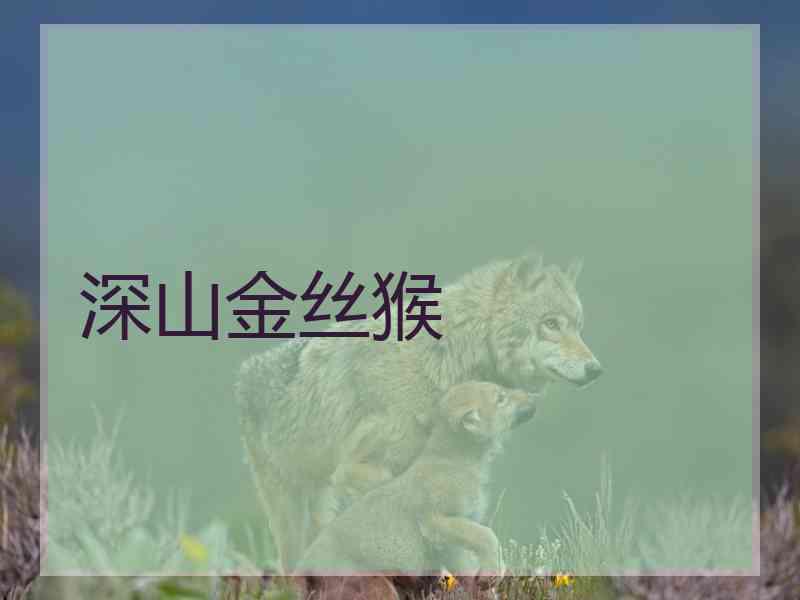 深山金丝猴
