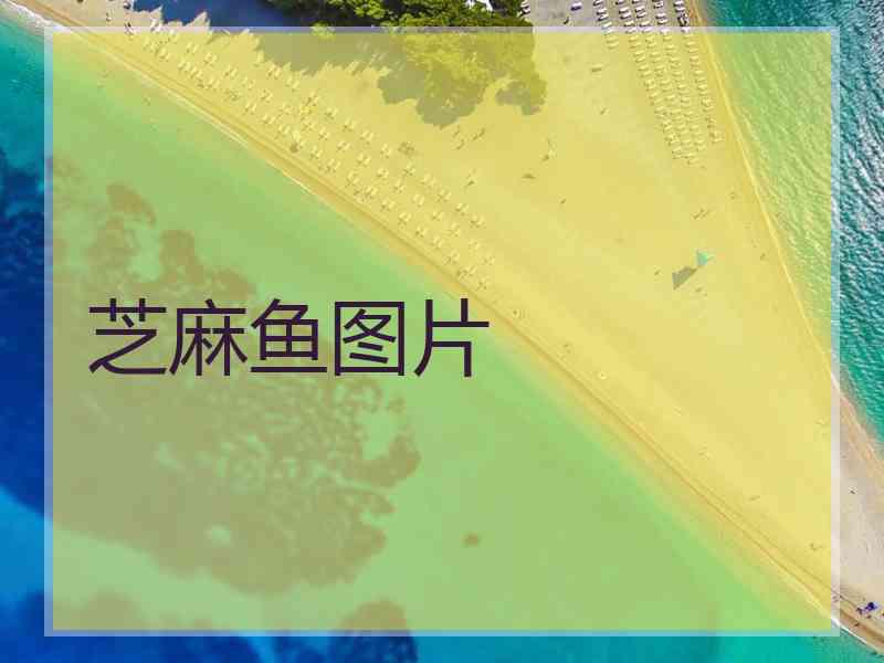 芝麻鱼图片