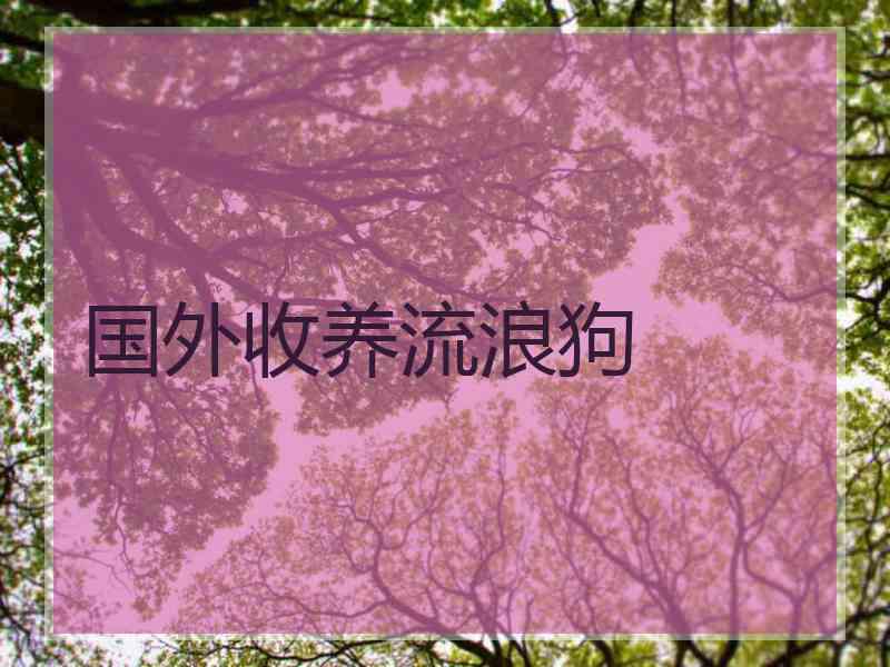 国外收养流浪狗