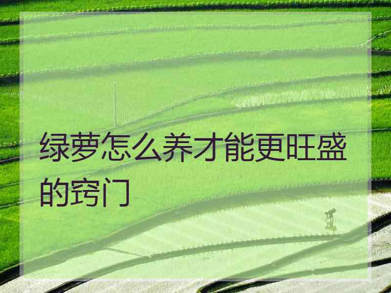 绿萝怎么养才能更旺盛的窍门