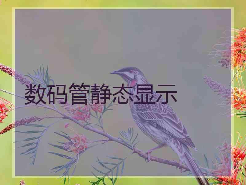 数码管静态显示
