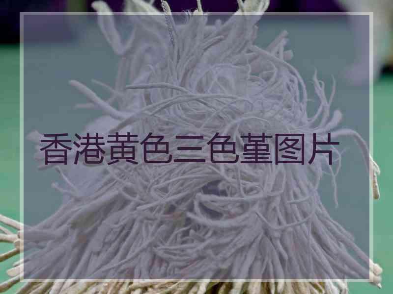 香港黄色三色堇图片