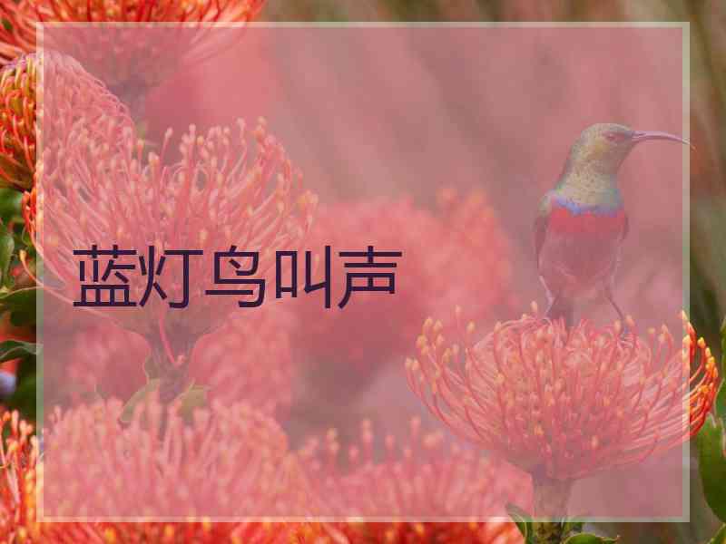 蓝灯鸟叫声