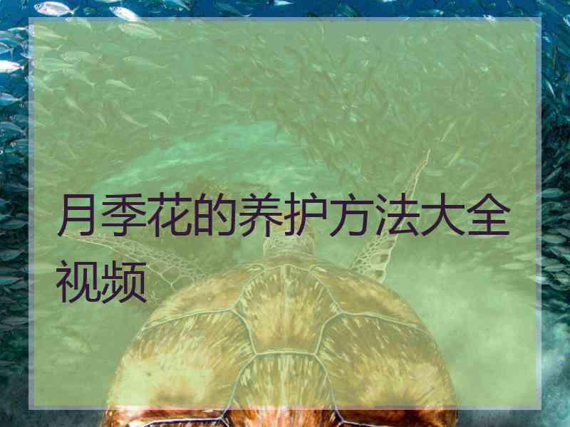 月季花的养护方法大全视频