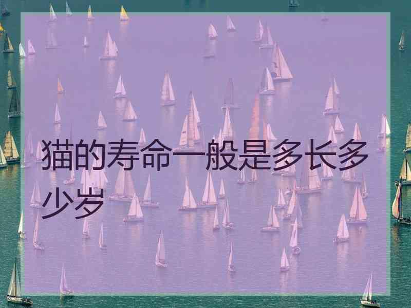 猫的寿命一般是多长多少岁