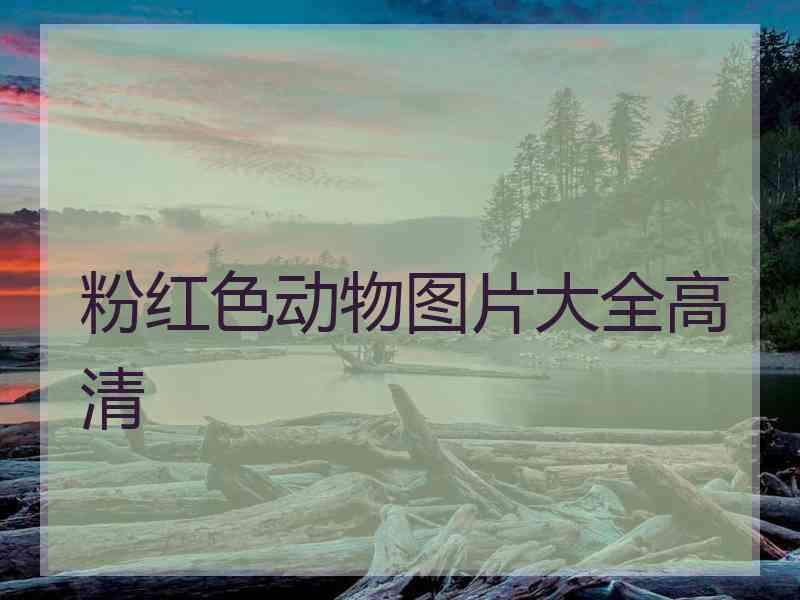 粉红色动物图片大全高清